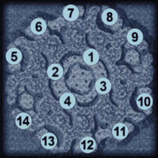 Zosma